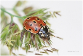 <p>SLUNÉČKO VELKÉ (Anatis ocellata) Šluknovsko ---- /Eyed ladybug - Augenmarienkäfer/</p>